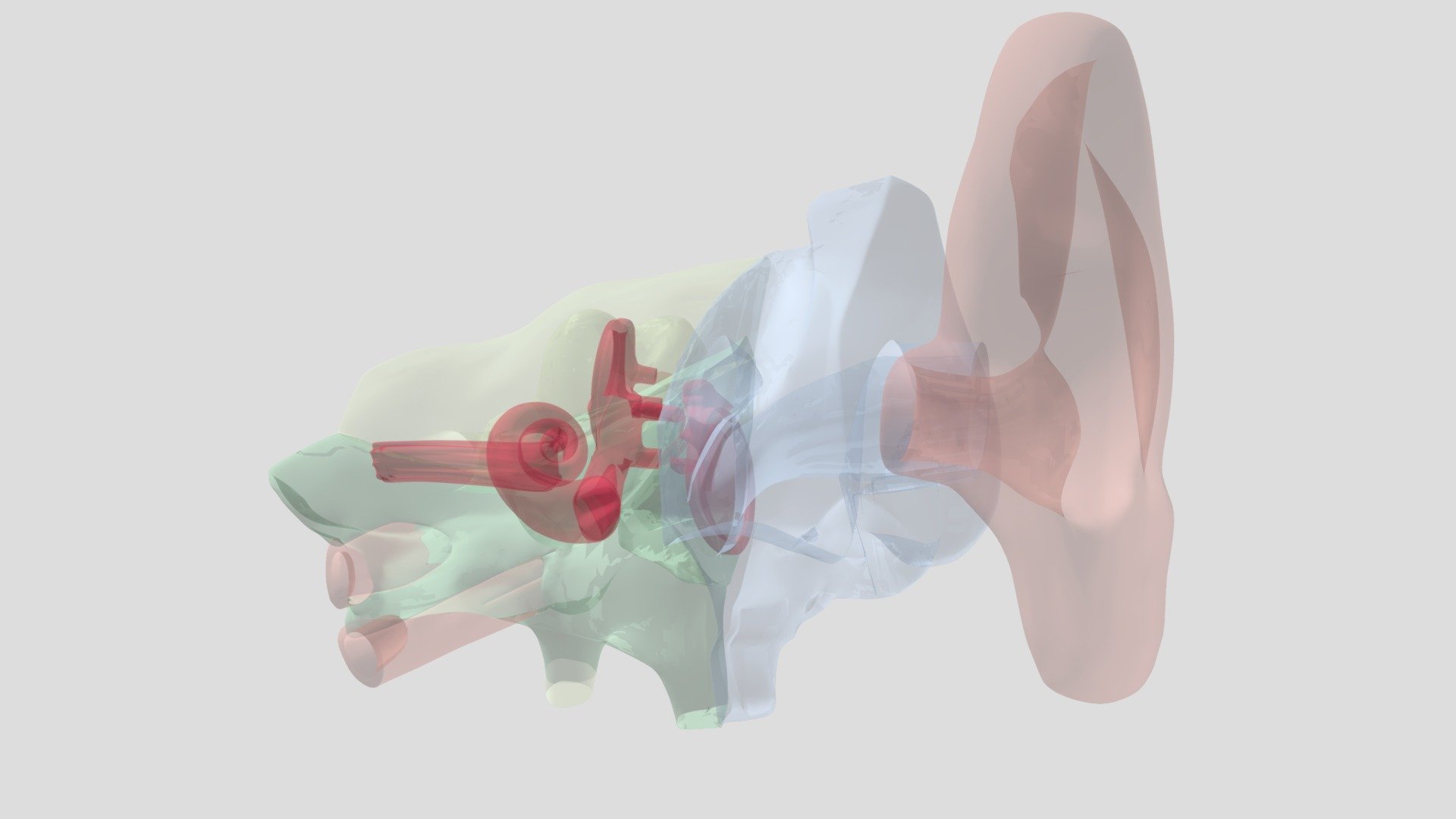 Hearing-system - 3D model by Dien [e14ca6e] - Sketchfab