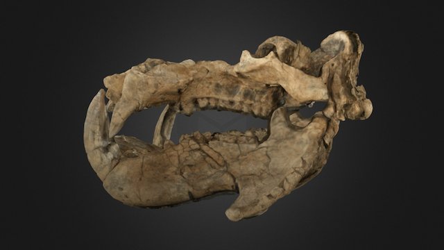 Cranio di Ippopotamo/ Hippopotamus skull 3D Model