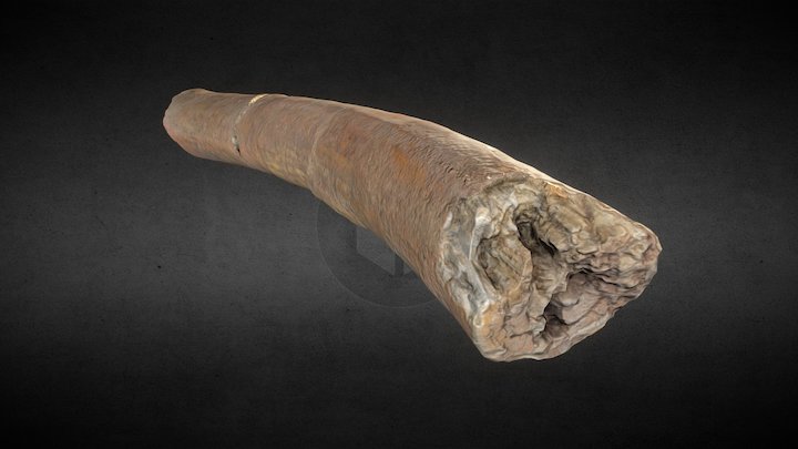 Mammoth tusk 3D Model