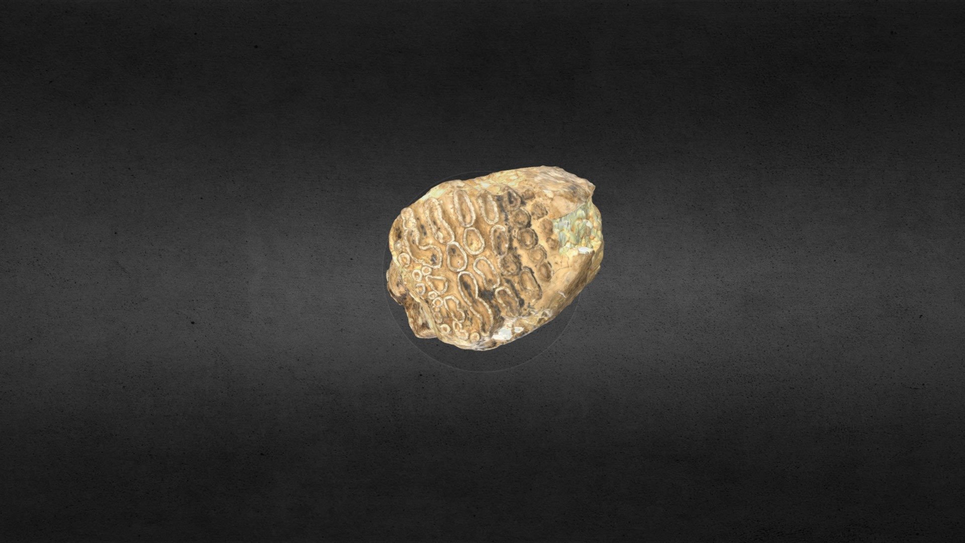 Mammuthus columbi (mammoth) Tooth MSL 742