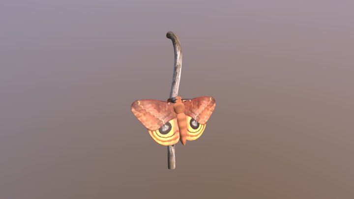 Io moth female