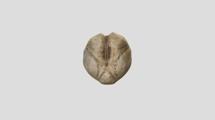 Sea Potato 3D Model