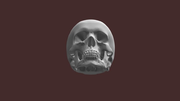 Human skull / Czaszka ludzka / Schädel 3D Model