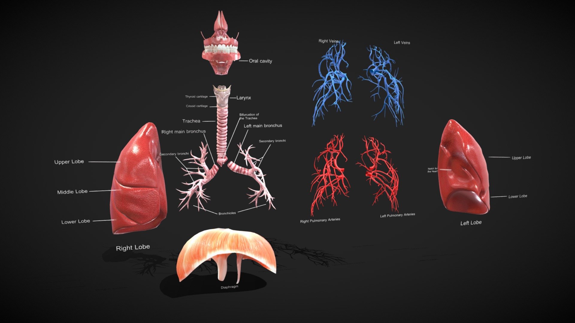 Respirator System Anatomy Buy Royalty Free 3D Model By 3D4SCI 