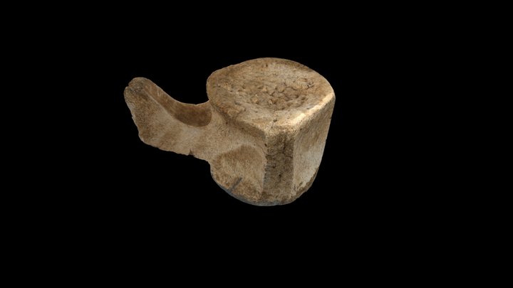 Whale bone 3D Model
