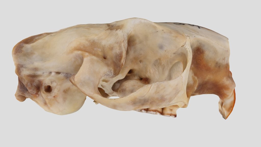 UWYMV:Mamm:885, Erethizon dorsatum, Crania