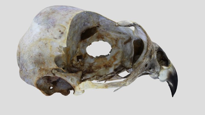 UWYMV:Bird:5863, Accipiter striatus velox,Crania – Kostenloses 3D-Modell STL