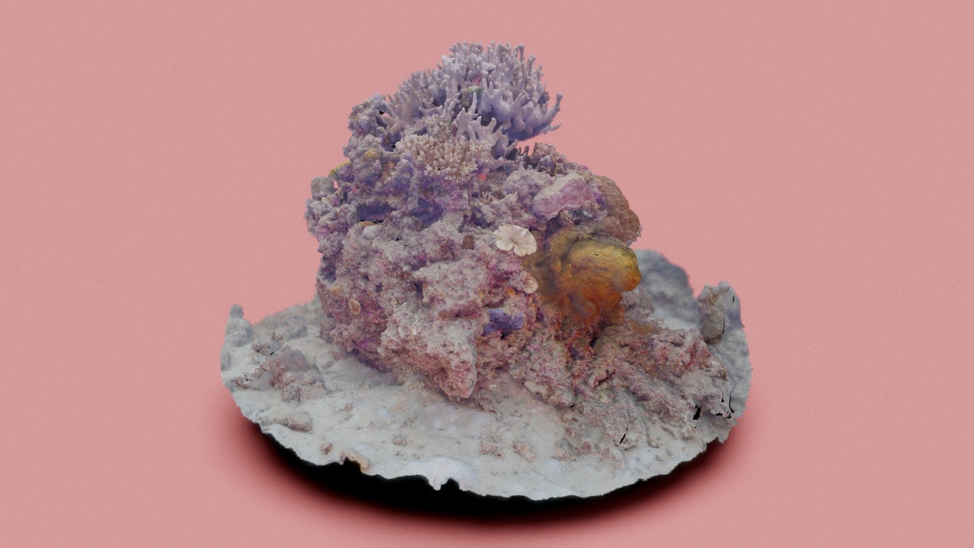 Coral, Okinawa  - #AgisoftNatureChallenge