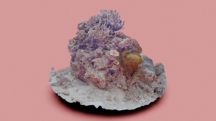 Coral, Okinawa  - #AgisoftNatureChallenge 3D Model