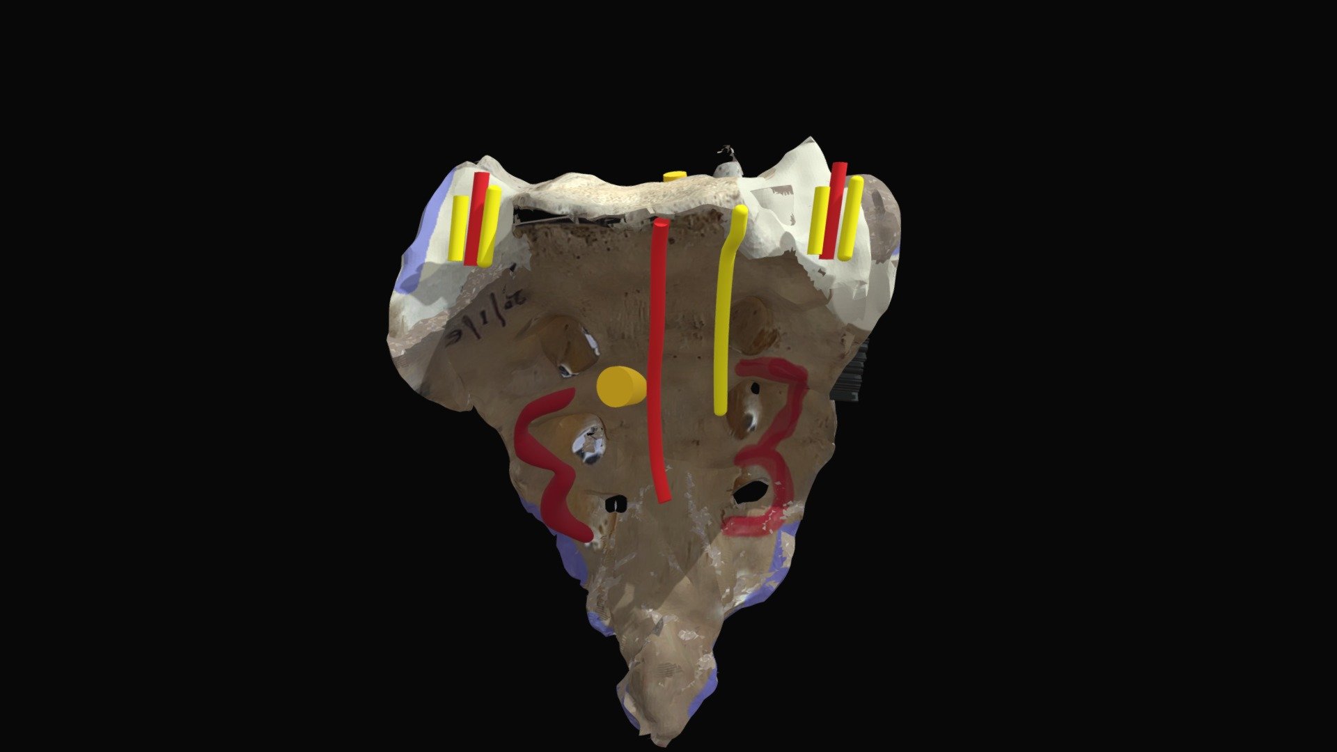 Sacrum - Download Free 3D model by prajjawalit [e170655] - Sketchfab