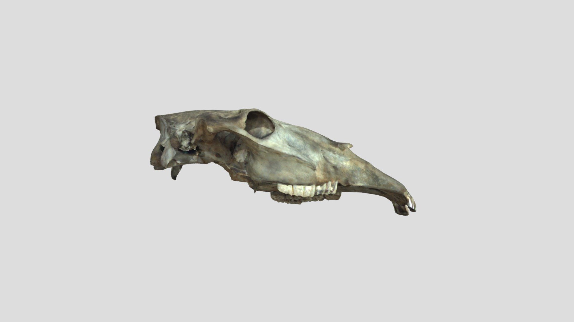 Equus caballus