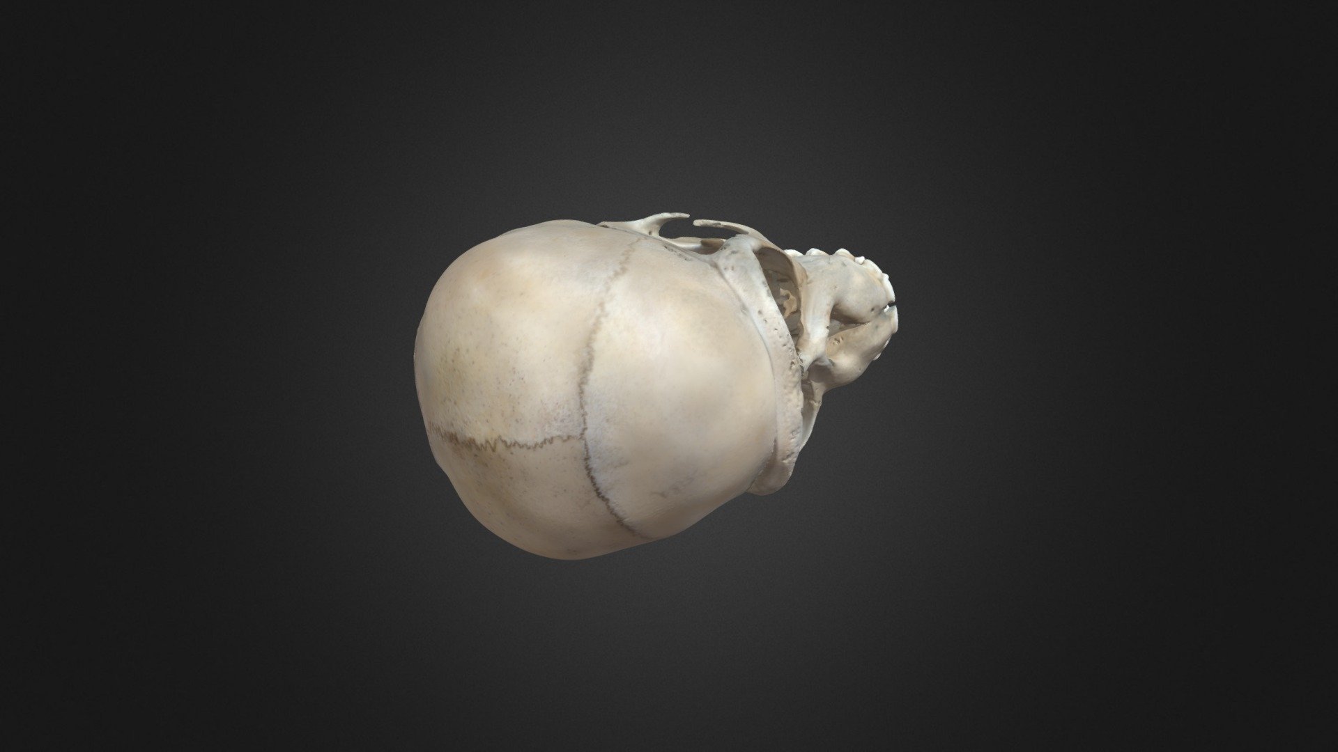 chimpanzee-skull (3)