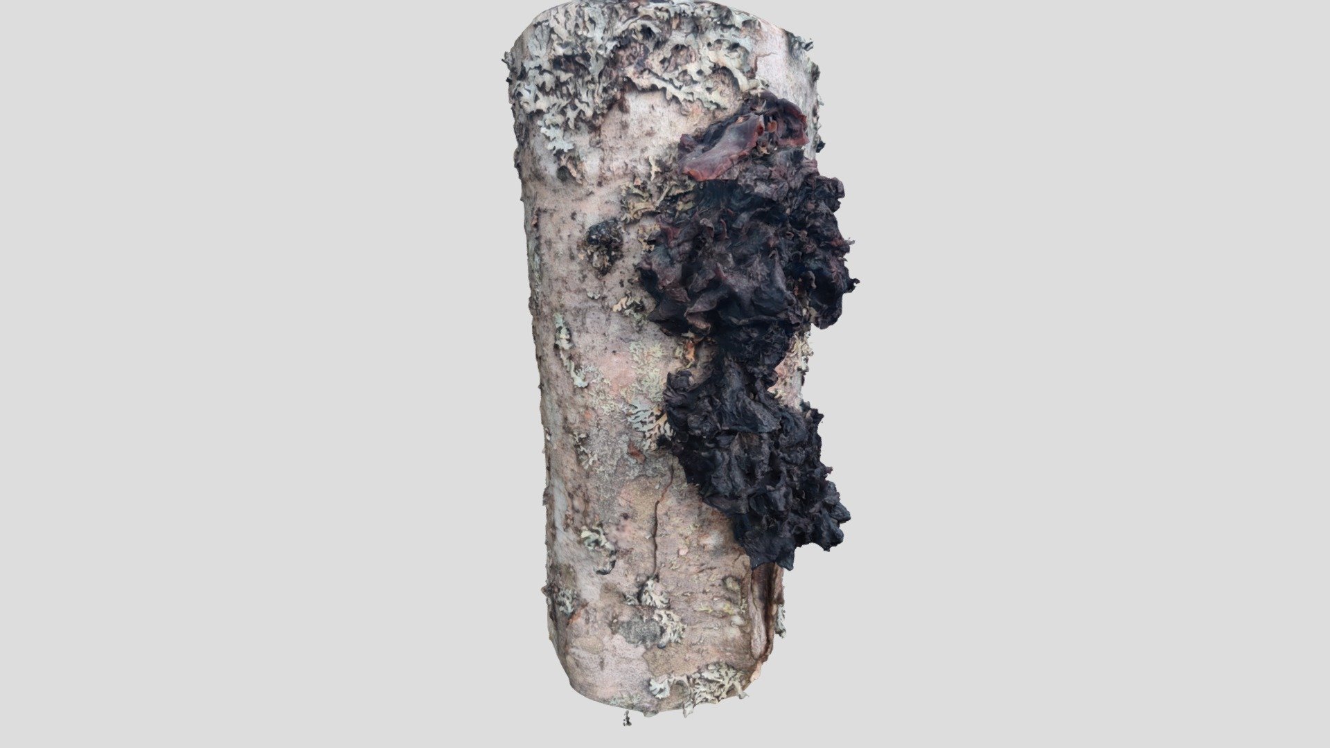 Isoliuskahytykkä (Phaeotremella frondosa)