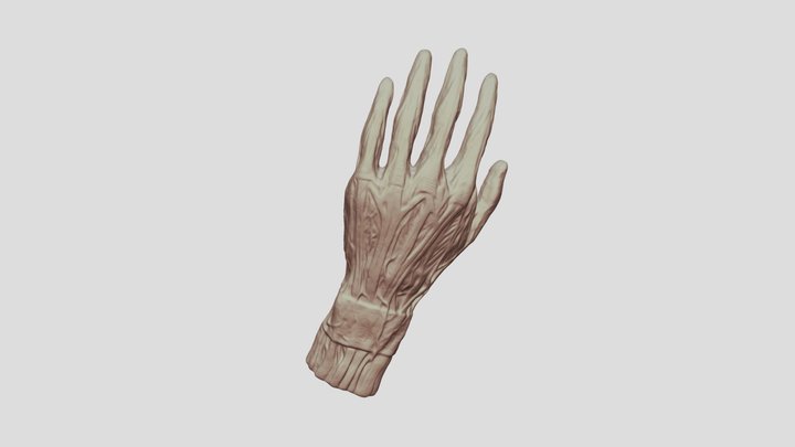 Human Hand Anatomy 3D Model