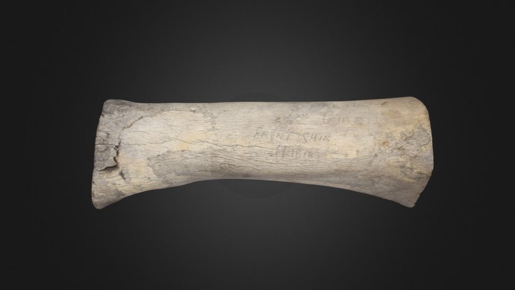 Victoria Cave Tibia
