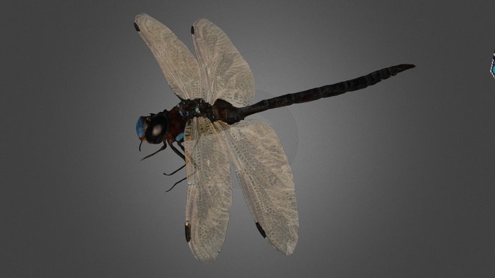 CC0 マルタンヤンマ ♂ Martin's Darner, A. martini – Free 3D Model STL