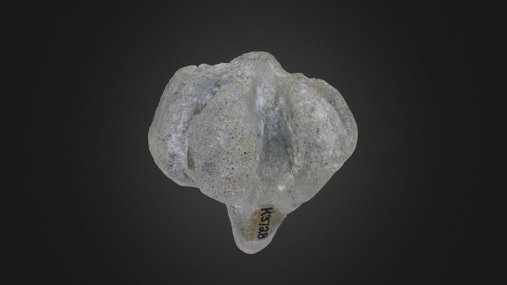 Porifera: Hallirhoa costata (PRI 76849) – Free 3D Model STL