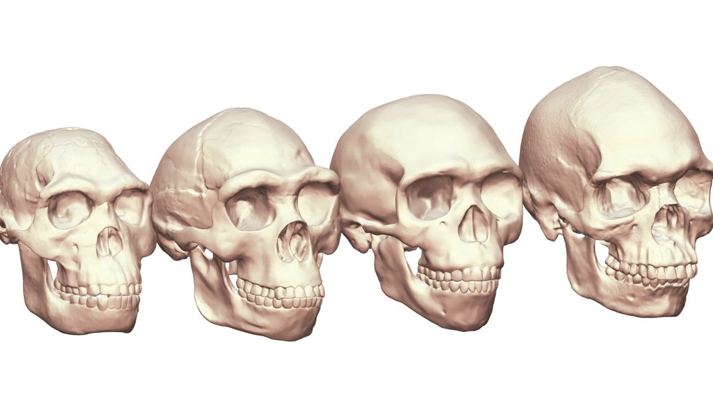 Homo Sapiens Morphological Lineage