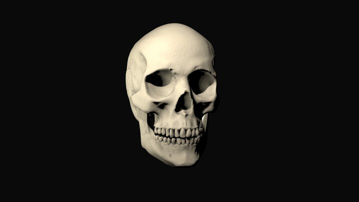 Realistic skull 3D Model
