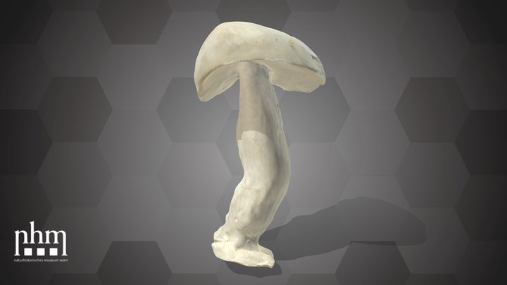 Suede Bolete (NHMW-AFW-DING-0046-155) – Modèle 3D gratuit STL
