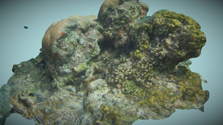 Coral Bommie - Diploastrea sp 3D Model