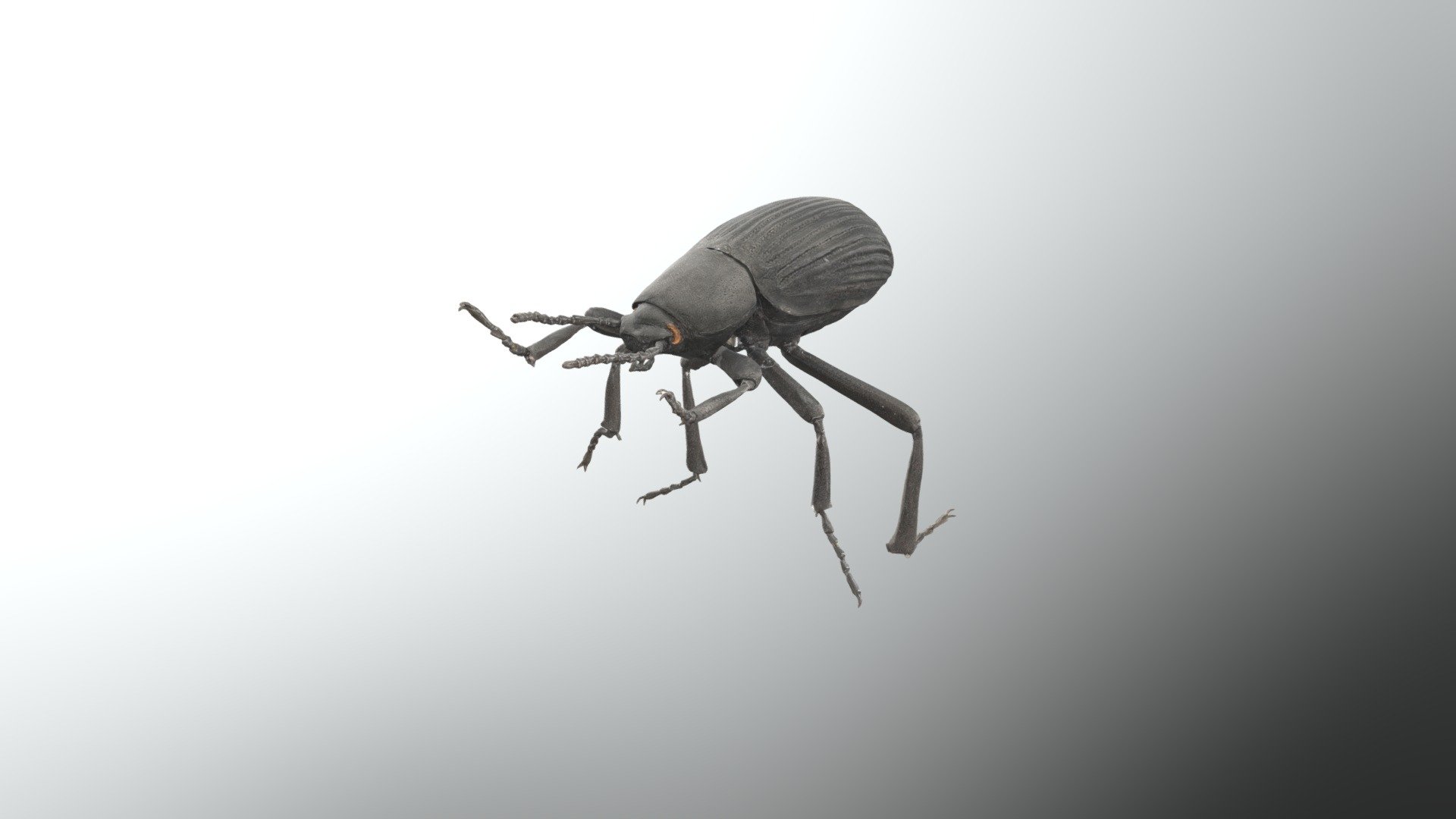 Eleodes obsoleta - 3D model by Museum Wiesbaden (@museumwiesbaden ...