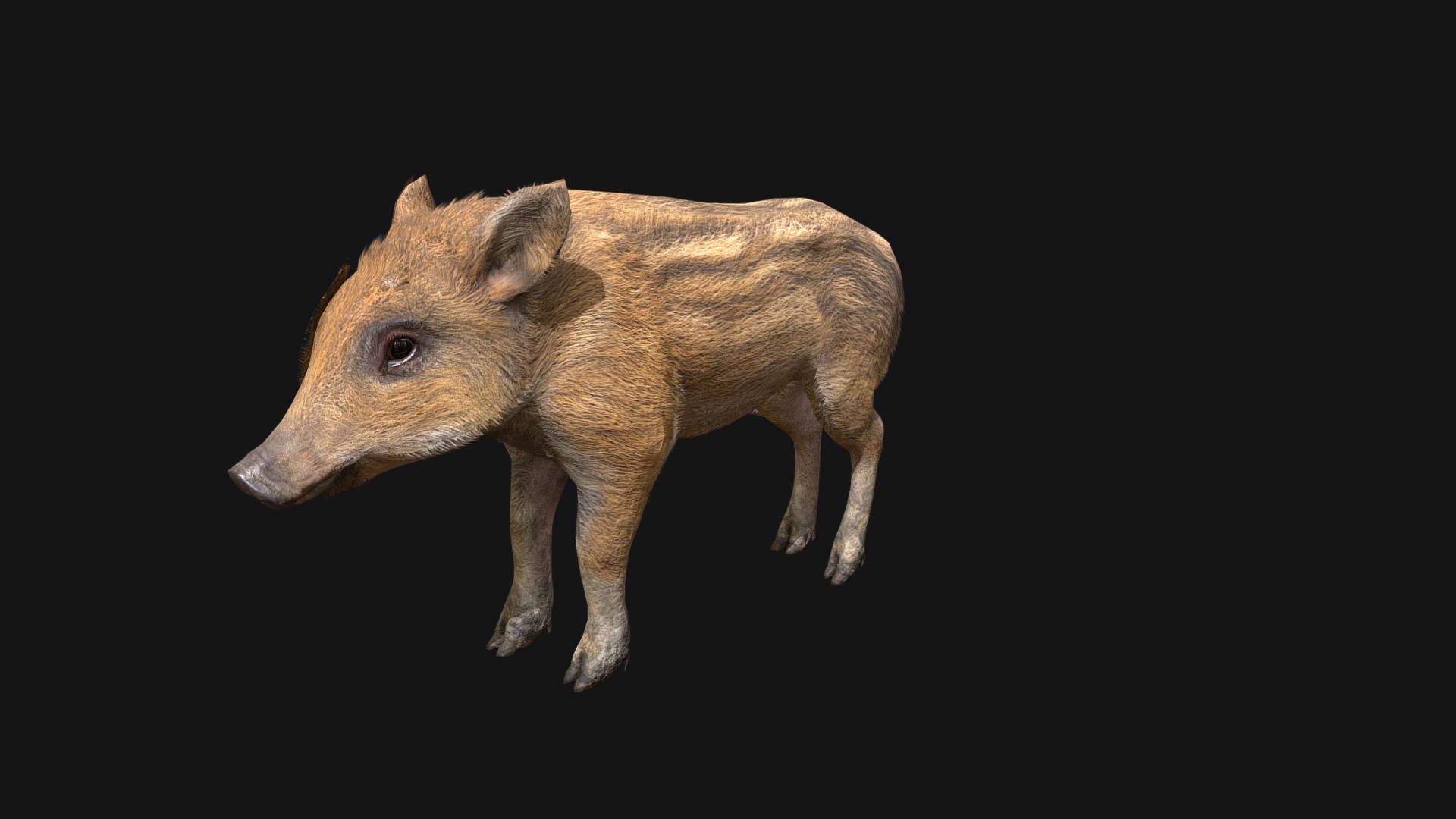 3D model Boar Cub - This is a 3D model of the Boar Cub. The 3D model is about a small brown animal.