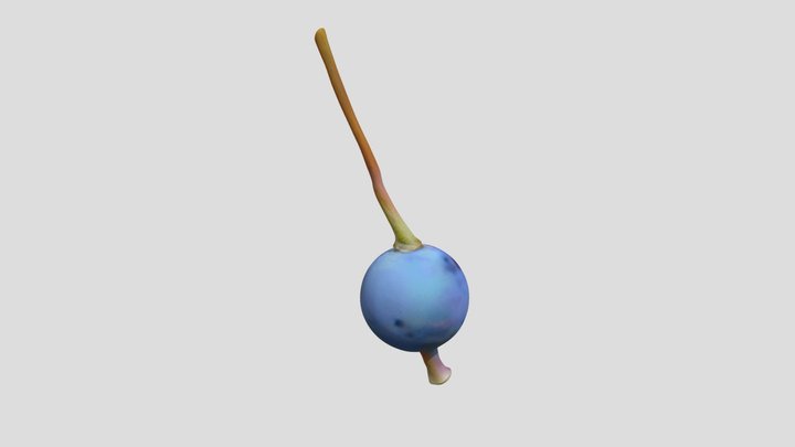 Darwin berry / Darwin's barberry – Free 3D Model STL