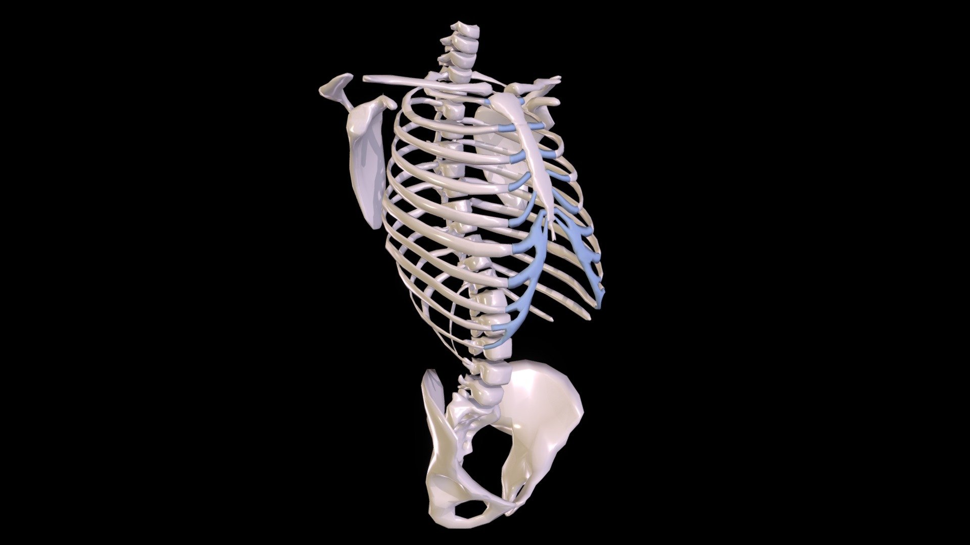 MALE SKELETON TORSO 3D model by Diego Duy (vaeynart) [e19e49f