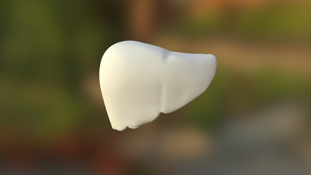Human Liver