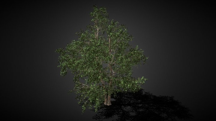 Big Tree 05 3D Model