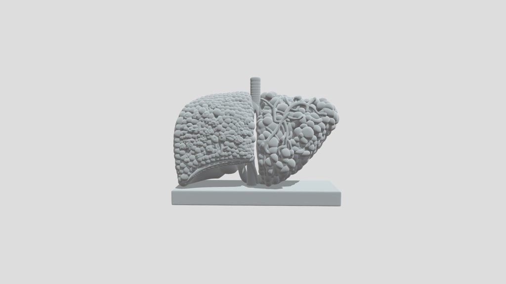 Anatomical model of the lungs