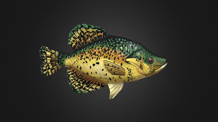 Black Crappie 3D Model