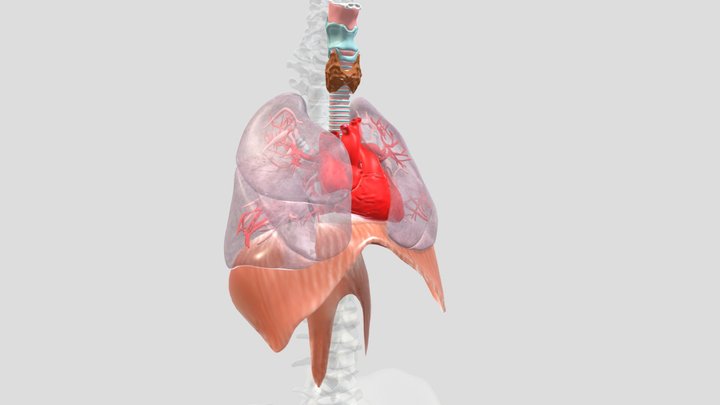 Longen 3D Model