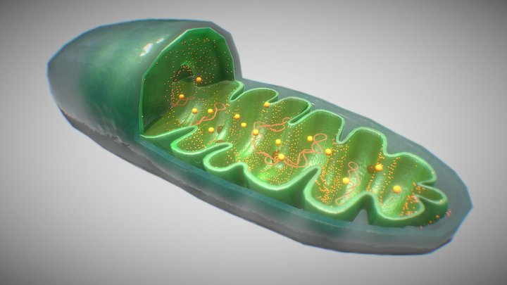 Mitocondria 3D Model