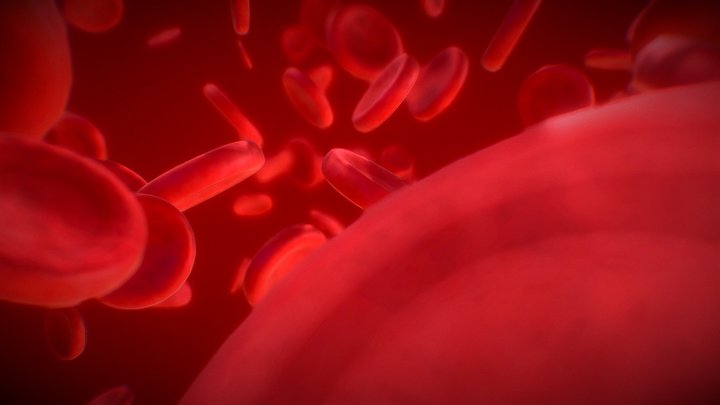 Blood Cells 3D Model