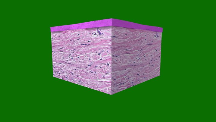 Tecido Conjuntivo 3D Model