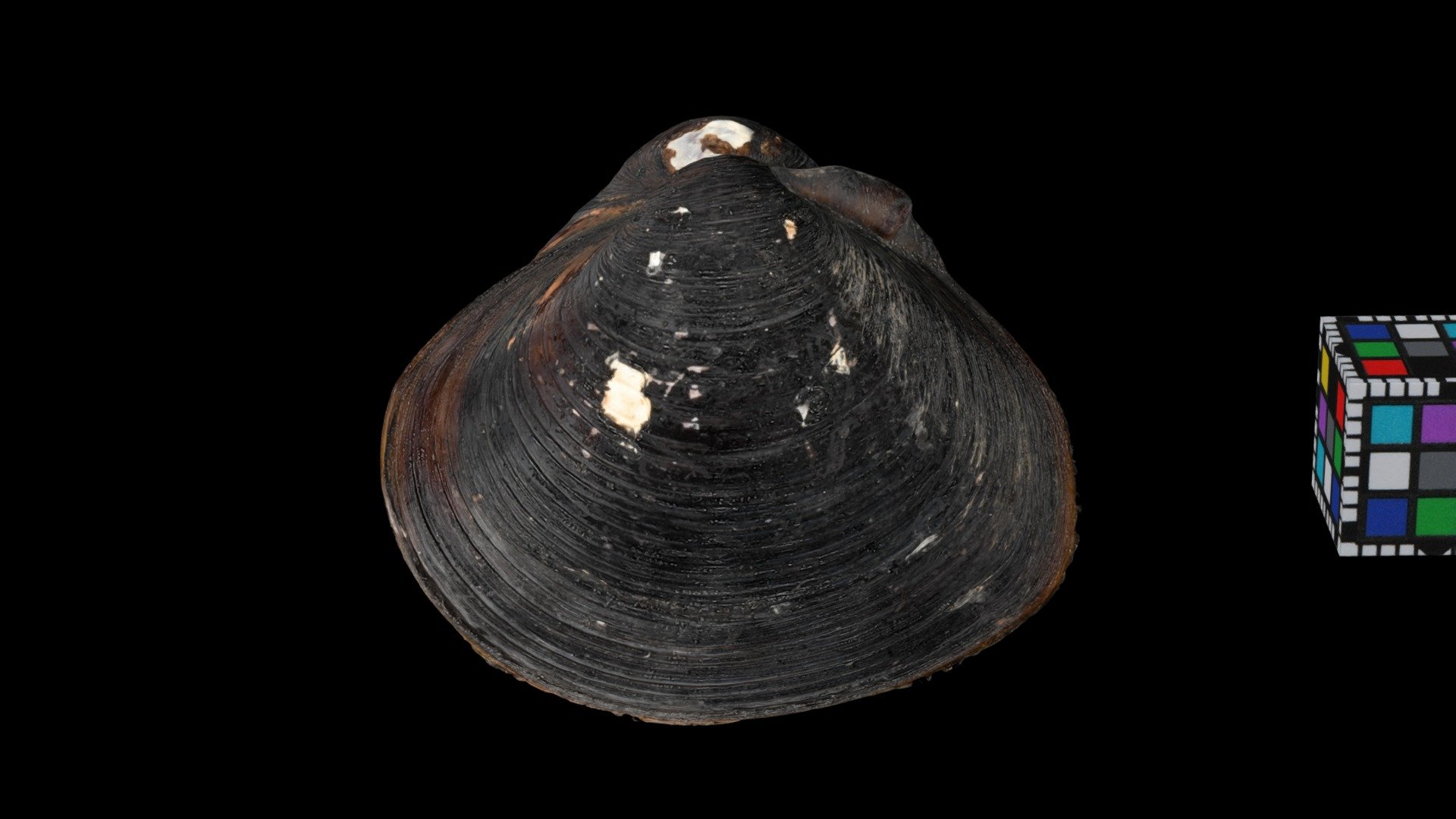 ヤマトシジミ Brackish Water Clam, Corbicula japonica