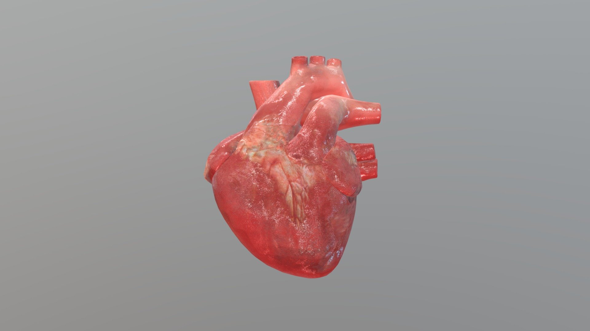 Corazón - 3D model by Tecnico.Av [e1b6c15] - Sketchfab