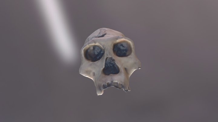 H Ergaster Dmanisi OBJ Zip 3D Model