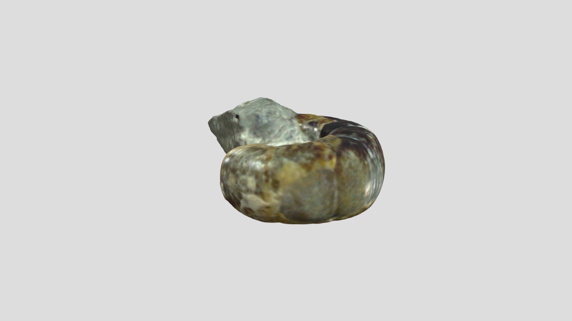 Tetragonites Sp.