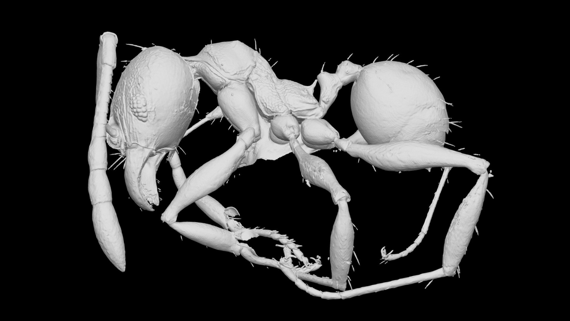 Pheidole knowlesi Minor Worker CASENT0184016