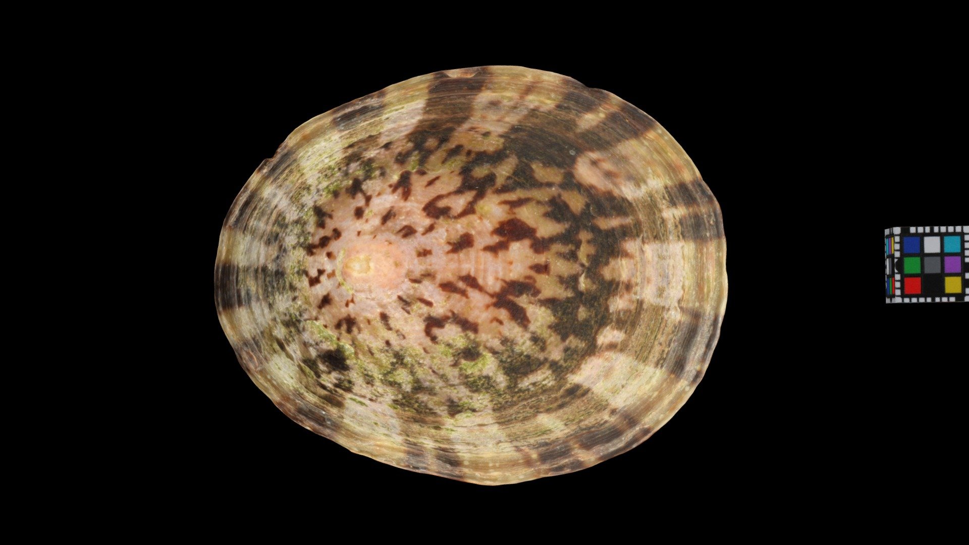オオベッコウガサ Common Turtle Limpet, C. testudinaria
