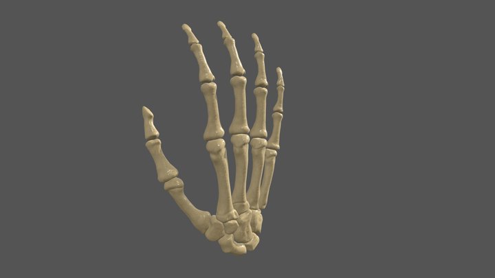 Anatomy-Skeletal Hand 3D Model