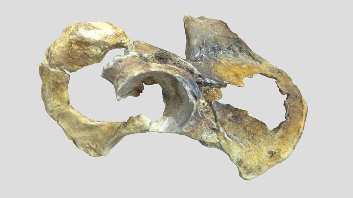 UE5372_ROsCoxae 3D Model