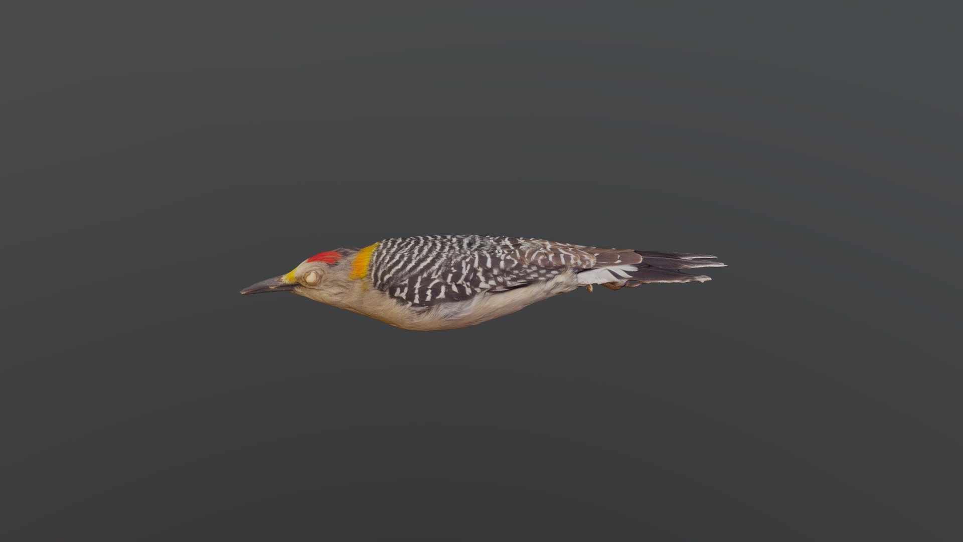 Golden-fronted Woodpecker - Melanerpes aurifrons