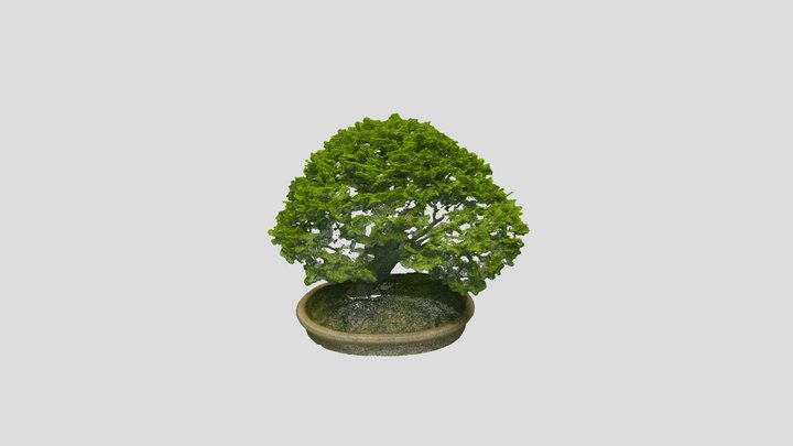 Bonsai_ Tree_14 – Free 3D Model STL