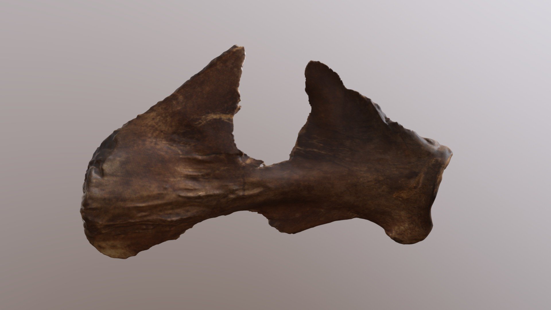 Mastodon Right Scapula (VCU_3D_4326)
