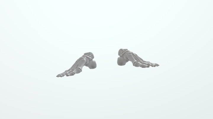 Feet 3D Model