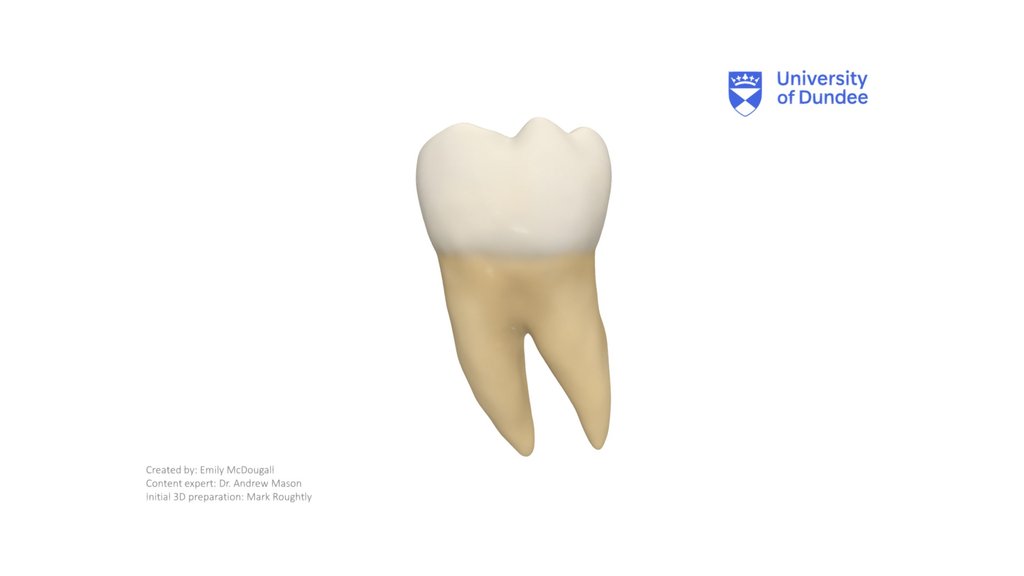 Mandibular First Molar